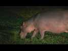 Colombie: les hippopotames d'Escobar, une attraction devenue un fléau