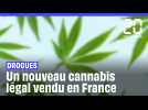 Cannabis : C'est quoi le HHC, le nouveau cannabis légal vendu en France ?
