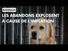 Les abandons d'animaux augmentent en France à cause de l'inflation