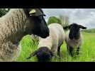 Éco-pâturage : les moutons sont arrivés à Bruay-la-Buissière