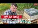 A Bray-sur-Somme, les vaches et les abeilles cohabitent