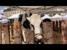 VIDEO. Des animaux de la ferme à venir observer sur la place de la République