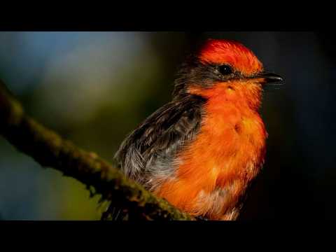 ‘New hope’: Tiny Galápagos island birds make promising comeback 