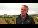Cinq hectares de vignes plantés à Erquy !