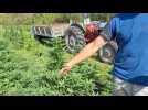 Culture d'un champ de cannabis à Fleville