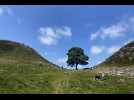 VIDÉO. L'un des arbres les plus célèbres au Royaume-Uni, le Sycamore Gap, « délibérément abattu »