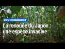 La renouée du Japon : une espèce invasive
