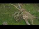 Tristesse au Royaume-Uni après l'abattage de l'un des arbres les plus célèbres du pays