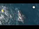 VIDÉO. Le sauvetage d'une baleine à bosse, coincée dans une bouée en Australie