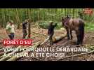 Opération de débardage à cheval en forêt d'Eu