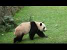 Washington dit adieu à ses pandas qui s'en vont en Chine