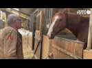 VIDÉO. En Normandie, l'Association Lyne Guéroult prend soin des chevaux réformés de la Garde républicaine