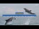 De plus en plus de dauphins sur les côtes du Havre ?