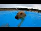 Angleterre : en septembre, chiens et maîtres s'emparent d'une piscine en plein air
