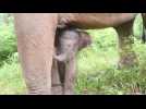 Un éléphanteau naît en Indonésie, bonne nouvelle pour la survie de l'espèce