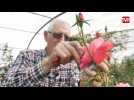 VIDÉO. Ces habitants de Liffré sont créateurs de roses depuis 45 ans