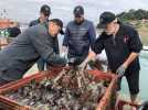 VIDÉO. Des « vendanges maritimes » en baie de Saint-Malo : 600 bouteilles de rhum remontent à la surface