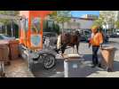 Stains (93) : Un cheval pour collecter les déchets alimentaires du quartier