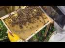 Auchel : l'apicultrice Chloé Auguste présente un modèle de ruche