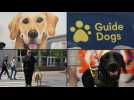 Au Royaume-Uni, les aveugles et malvoyants confrontés à une pénurie de chiens guides