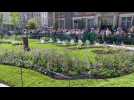 Boulogne : le nouveau jardin éphémère dévoilé en vieille-ville