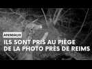 Découvrez les animaux pris au piège photo dans la Montagne de Reims