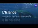 L'Islande suspend la chasse annuelle à la baleine