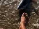 Un requin mako de deux mètres s'échoue à Marseillan plage
