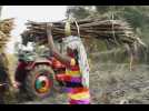 Inde : les forçats de la canne à sucre, esclaves d'une méga-industrie