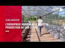 Plantation chanvre à Vire