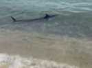 Quel était ce gros poisson qui était au bord de la plage ce mardi midi à Antibes?