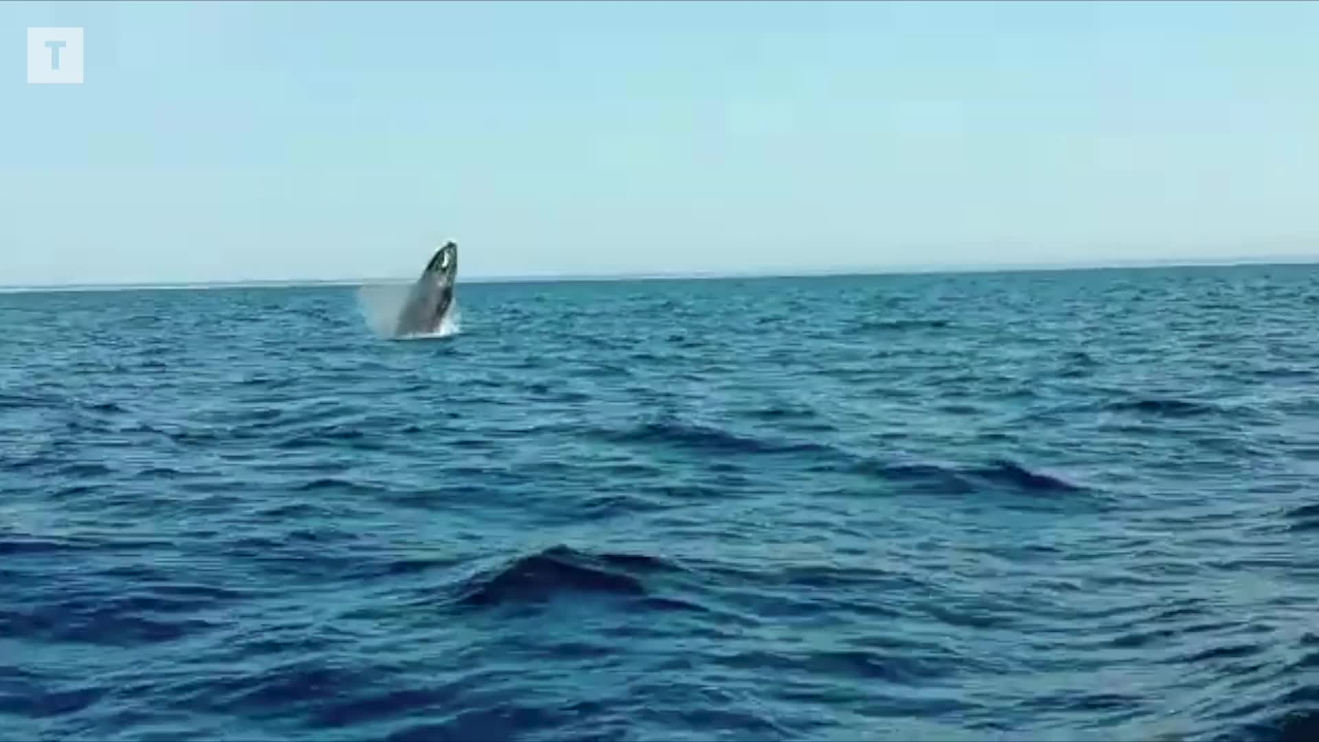 Baleines à bosse : « On peut s'attendre à en voir de plus en plus en Bretagne » [Vidéo]