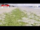 VIDEO. Des algues vertes prolifèrent sur la plage de La Baule depuis plusieurs jours