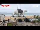 Un ours polaire passe l'été aux Thermes marins de Saint-Malo