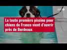 VIDÉO. La toute première piscine pour chiens de France vient d'ouvrir près de Bordeaux