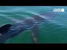 VIDÉO. Un requin-pèlerin aperçu au large de Boulogne-sur-Mer