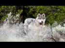 Les loups, sauveurs du parc de Yellowstone