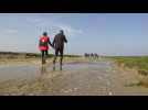 Festival de l'Oiseau : La Baie de Somme, estuaire aux mille facettes