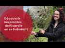 De nouvelles sorties botaniques en Picardie avec le Conservatoire national de Bailleul