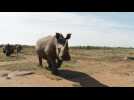 Afrique du Sud: millionnaire cherche remplaçant pour sauver les rhinocéros