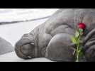 Norvège : euthanasié car potentiellement dangereux, ce morse a désormais une sculpture à son effigie