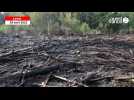 VIDÉO. Un hectare de forêt brûlé dans le bois de l'Huisserie à Laval