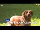Caix : un arrêté municipal contre les aboiements de chiens