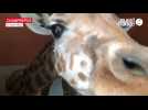 VIDÉO. La victoire de Vicky, bébé girafe née au zoo de Champrepus