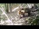 Italie : l'ourse responsable de la mort d'un joggeur capturée