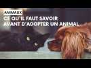 Quelques conseils avant d'adopter un animal