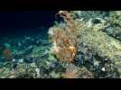 Un récif corallien vierge découvert dans les eaux des Galapagos