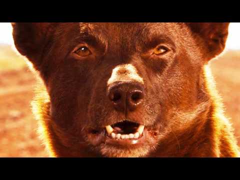 Koko: A Red Dog Story - Bande annonce 1 - VO - (2019)