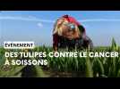 32e édition de l'opération tulipes contre le cancer à Soissons
