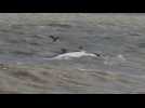 Une baleine échouée à Saint-Valery-en-Caux